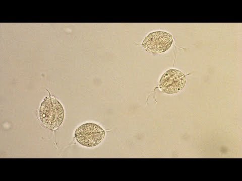 trichomonas vaginalis in urine microscopy at 40X power