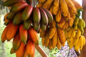 druhy_bananu