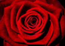 růže jako symbol ženství
