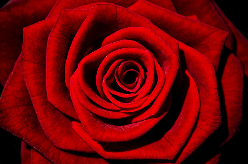 růže jako symbol ženství 