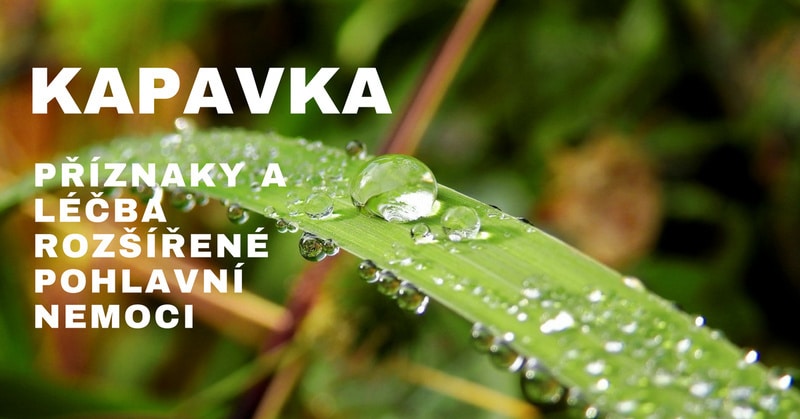 kapavka