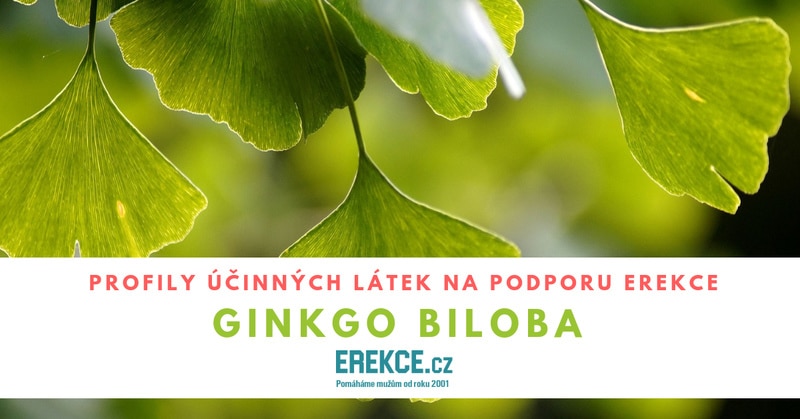 ginkgo biloba a erekce