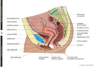 ženské pohlaví orgány, anatomie ženské pánve