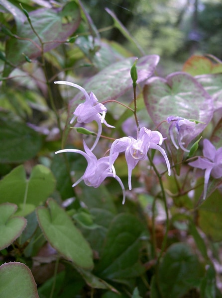 horny goat weed