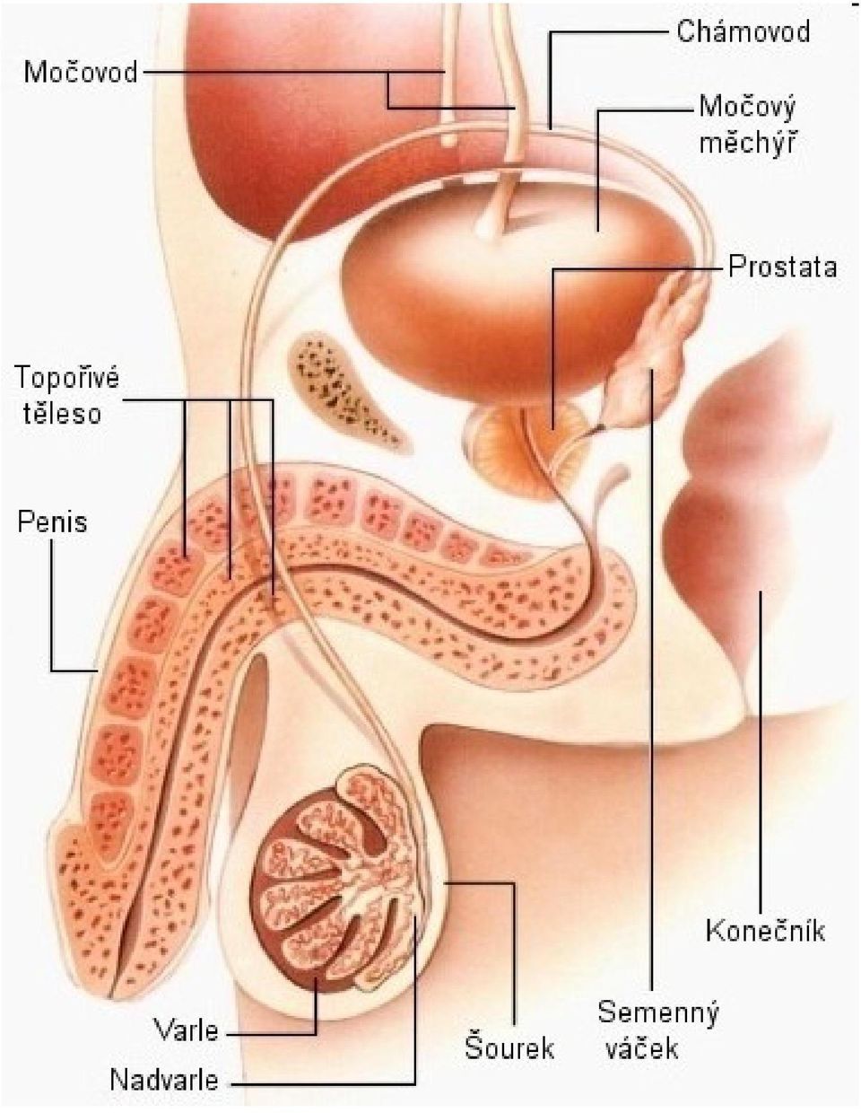 anatomie penisu