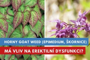 Škornice šípolistá, Epimedium, Horny goat weed