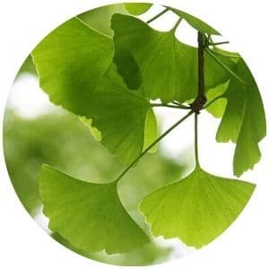 ginkgo biloba pro podporu erekce