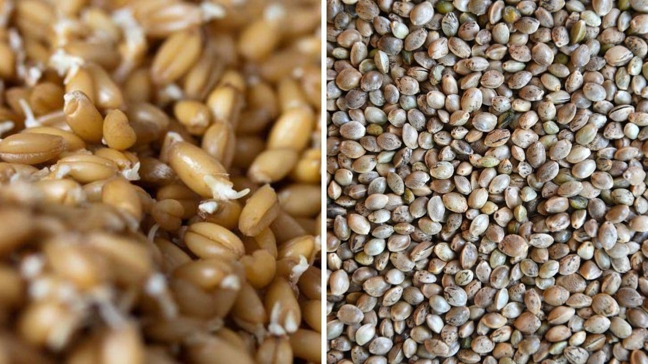 pšeničné klíčky a konopná semínka pro podporu libida