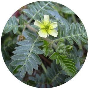 Tribulus terrestris pro podporu testosteronu