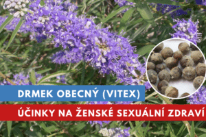 Drmek obecný