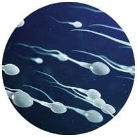 doplňky pro podporu tvorby spermií