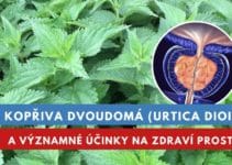 Kopřiva dvoudomá a zdraví prostaty