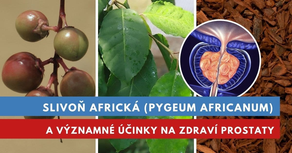 Slivoň africká, účinky na prostatu