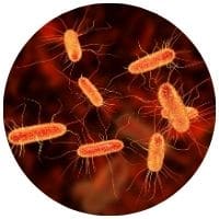 E. coli, příčina infekce močových cest