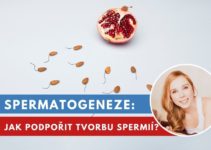 spermatogeneze, tvorba spermií