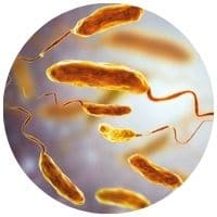 Vibrio bakterie v ústřicích