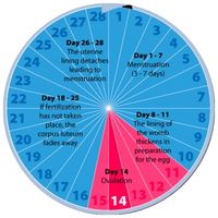 ovulační kalendář
