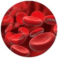 vitamín B12 a podpora krvetvorby