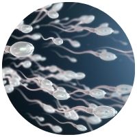 vitamín B12 a podpora plodnosti