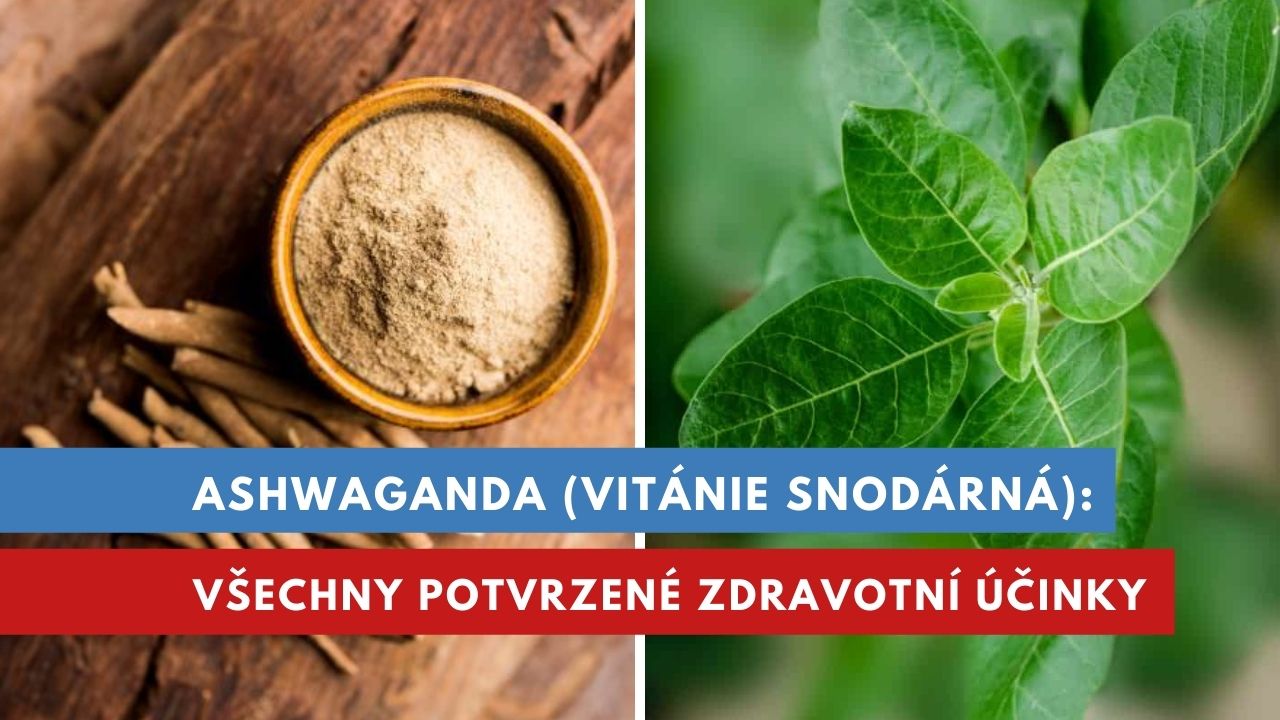 Ashwaganda, Vitánie snodárná