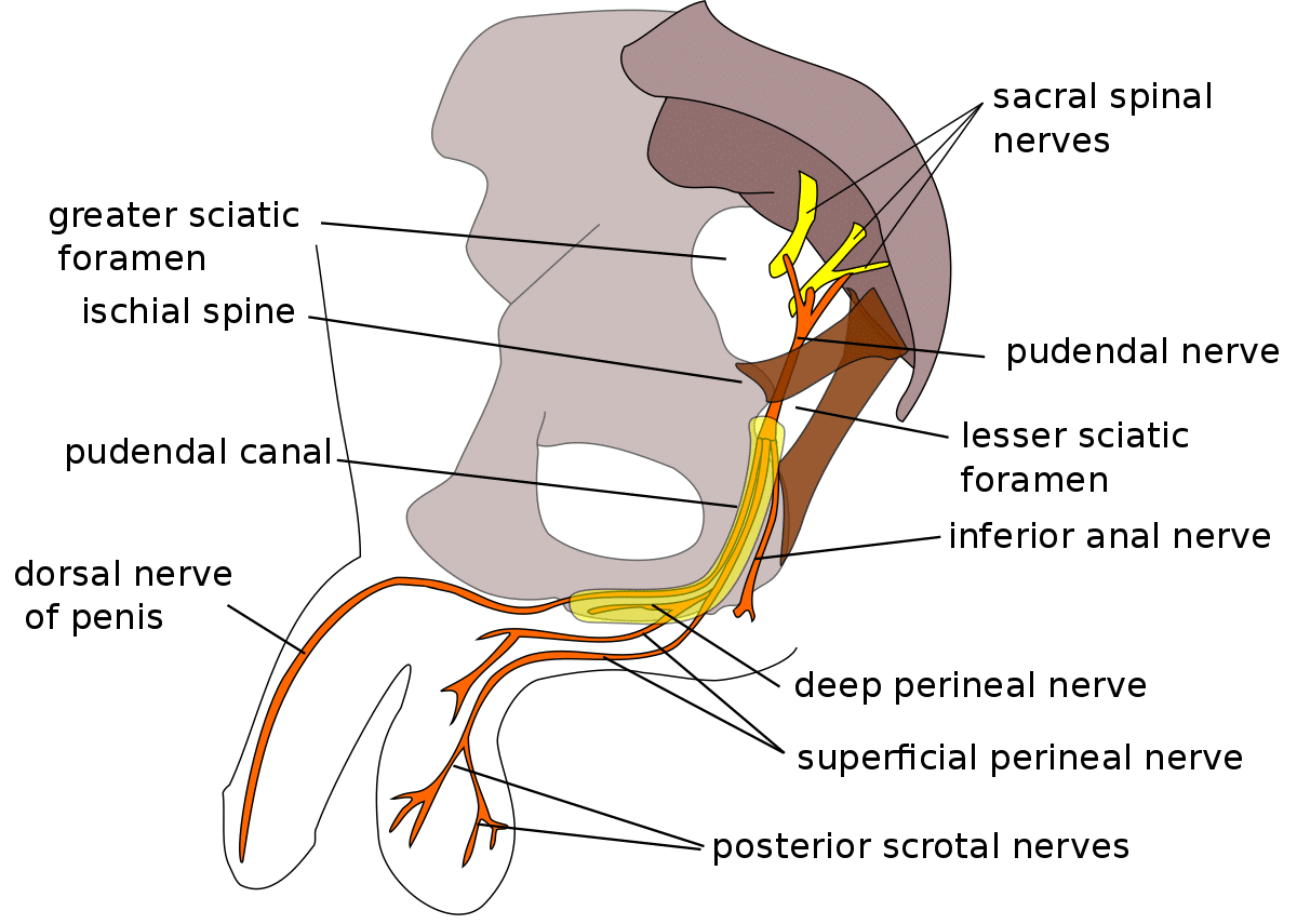 pudendální nerv pro vznik erekce