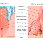 anatomie klitorisu
