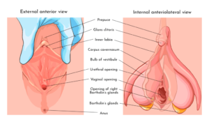 anatomie klitorisu