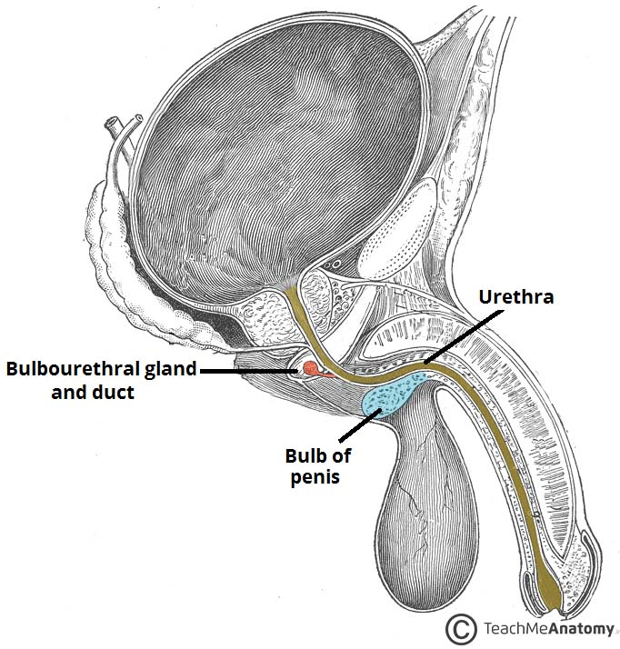 cowperovy bulbouretrální žlázy produkující preejakulát
