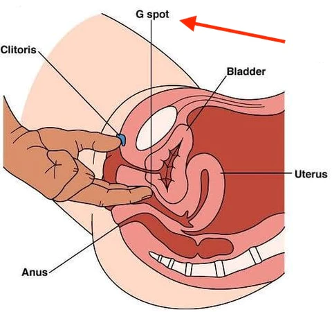 orgasmus bodu G