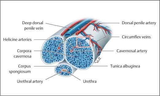 topořivé tkáně v penisu