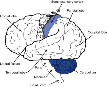 genitální somatosenzorická mozková kůra