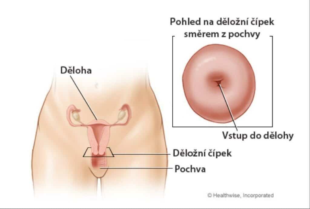 děložní čípek produkující vaginální sekret