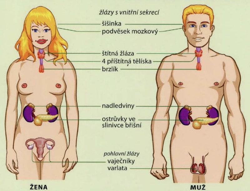 endokrinní soustava žláz s vnitřní sekrecí