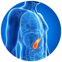 endokrinní žláza slinivka břišní, pankreas