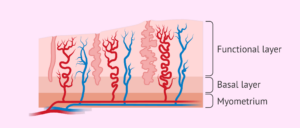 endometrium, děložní výstelka