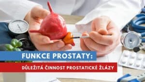 prostata funkce